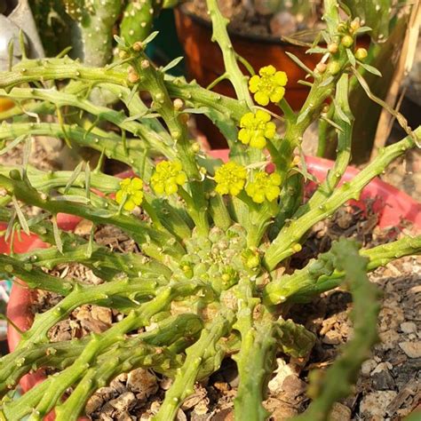 Euphorbia Flanaganii Medusa S Head Uploaded By Meliinn