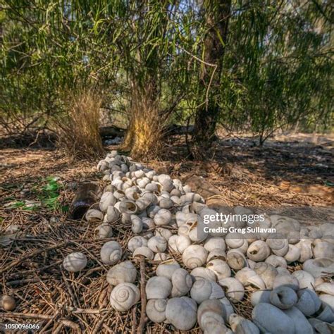 48 Bower Bird Nest Stock Photos, High-Res Pictures, and Images - Getty Images