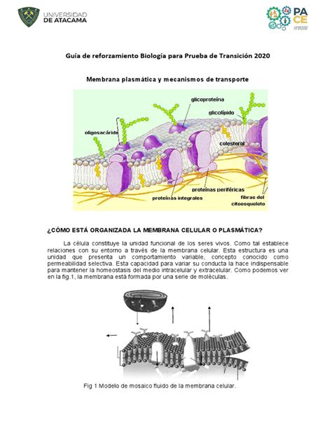 Guía N°2 Membrana Plasmática Biología Para Prueba De Transición 2020 Pdf Membrana Celular