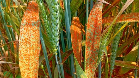 Github Frances Ai In Agriculture