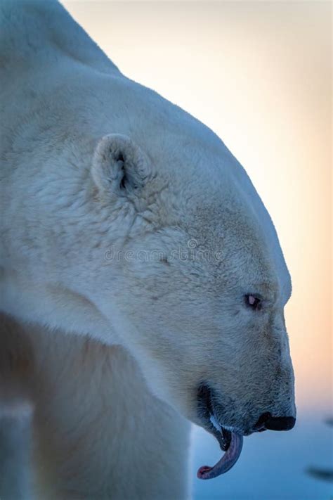 Close-up of Polar Bear with Curled Tongue Stock Photo - Image of