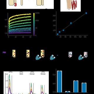 Pdf De Novo Design Of High Affinity Protein Binders To Bioactive