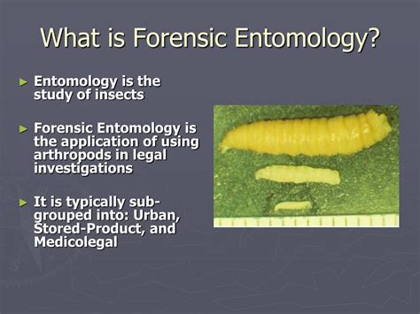 Ppt Forensic Entomology Powerpoint Presentation Free Download Id 3715920