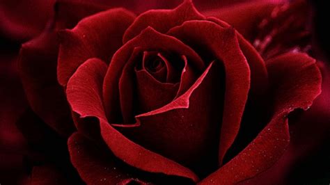 Widescreen Rose Dark Red Roses Beautiful Red Roses Single Red Rose