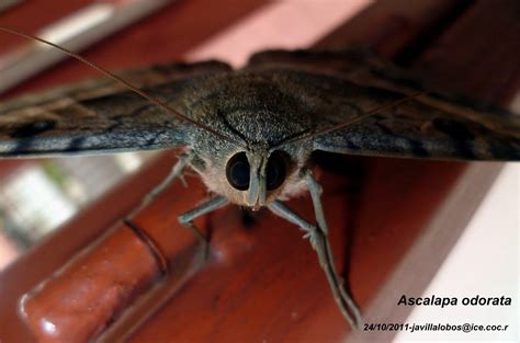 Lepidóptera 10º Norte: Ascalapha odorata (polilla)