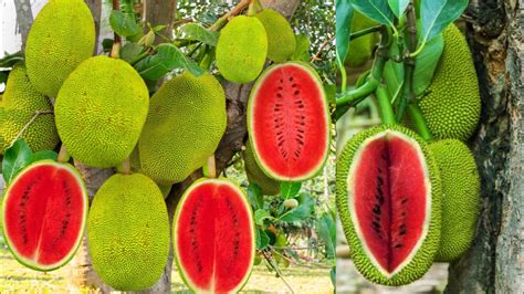 New Idea Of Grafting Watermelon With Jackfruit Tree To Get Watermelon