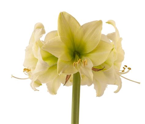 Hippeastrum Amaryllis North Pole On A White Background Isolated