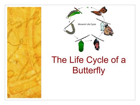 lifecycleofabutterfly-Dr_Sana_Waris.pptx | Birdwatching | Hobbies
