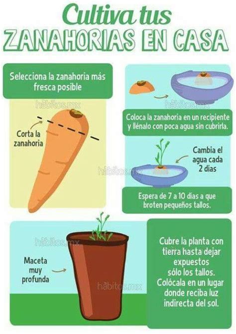 Cómo Cultivar Zanahorias En Casa Con Y Sin Semillas Universidad Agricola