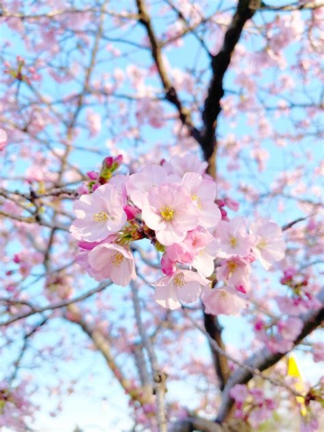 When And Where To See The Cherry Blossoms Bloom In DC 2023