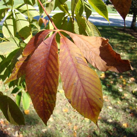 Franklin & Marshall - Ohio Buckeye (Aesculus glabra)