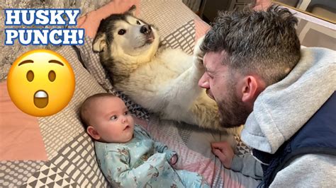 Husky Protects My Newborn Baby In The Funniest Way Ever CANNOT