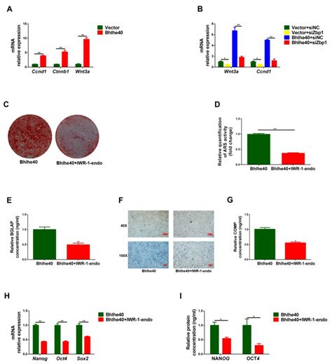 Biomedicines Free Full Text Bhlhe Maintains The Stemness Of P S