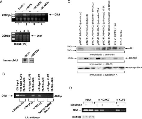 Klf6 And Hdac3 Occupy The Dlk1 Locus And Correspond To The Loss Of Dlk1