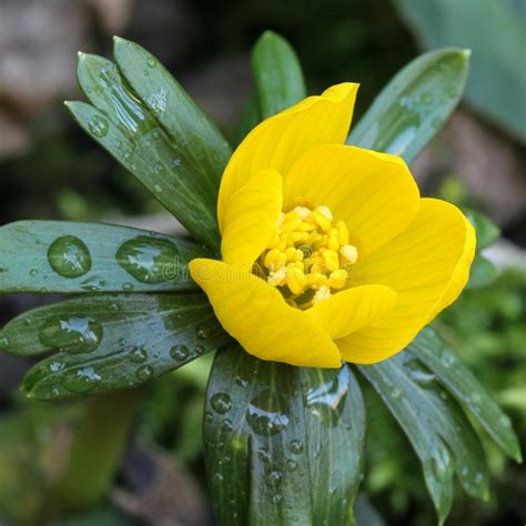 Eranthis hyemalis stock image. Image of forest, garden - 66379287