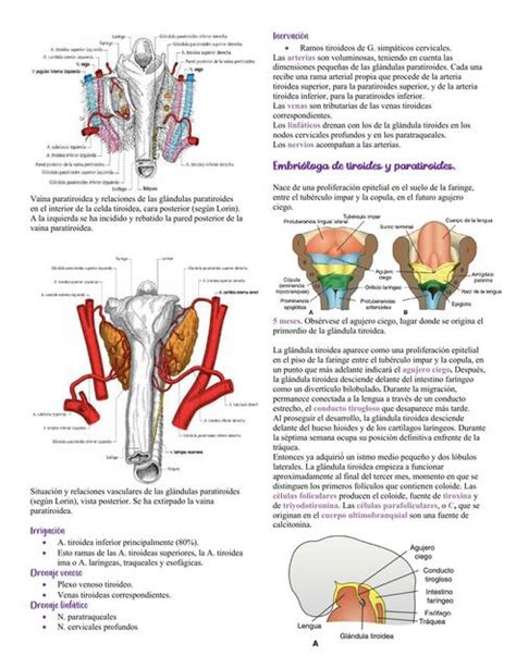 Embriología de Tiroides y Paratiroides Montserrat Hernández uDocz