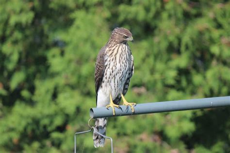 Beautiful juvenile Cooper’s Hawk – Drew Monkman