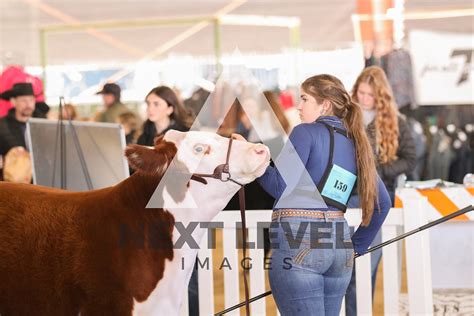 Steer Show Ring B Next Level Images