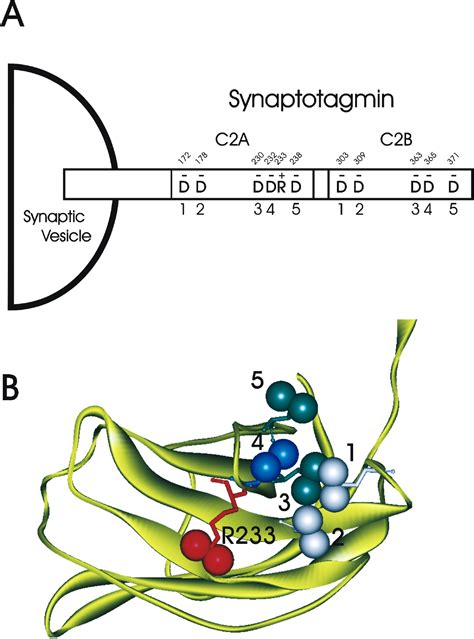 The Synaptotagmin C2a Domain Is Part Of The Calcium Sensor Controlling