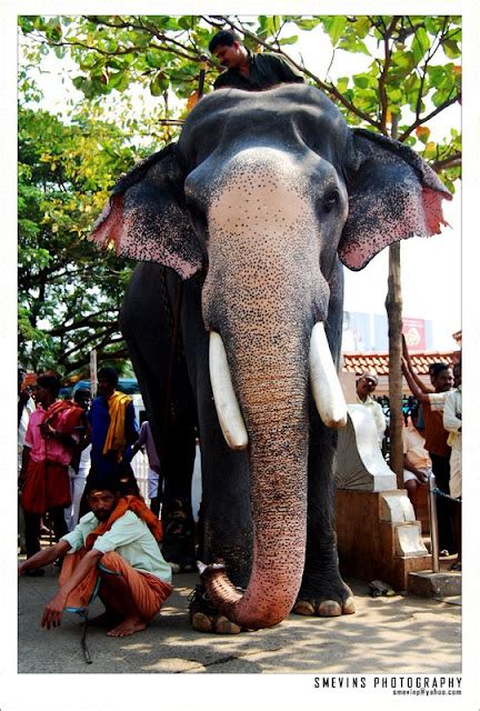 Fun Club: Guruvayur Elephant Race [Kerala]