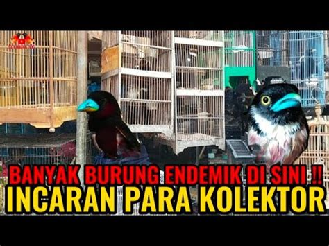 Banyak Burung Endemik Di Kios Ini Update Harga Burung Terbaru Di