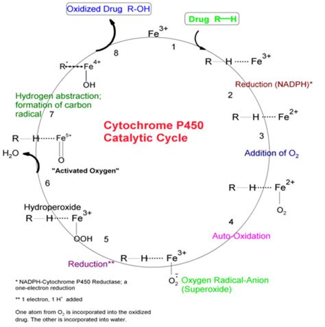 Cytochrome P450 enzymes and drug metabolism Flashcards | Quizlet