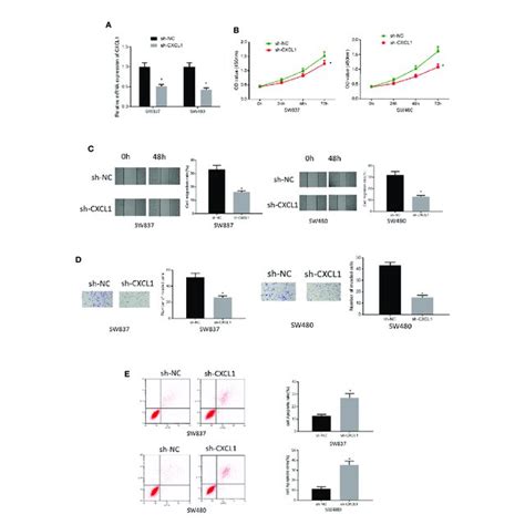 Silencing Cxcl Inhibits Cell Proliferation Migration Invasion And