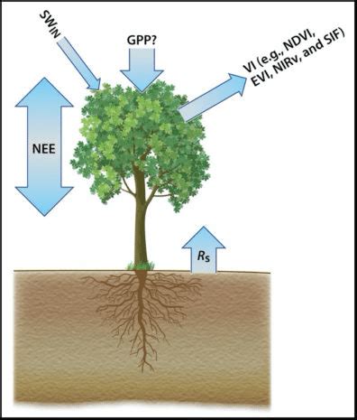 Estimates Of The Contribution Of Gross Primary Production GPP To Net