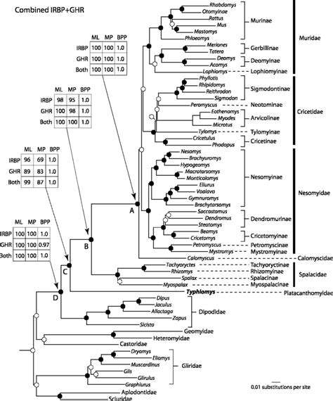 The Phylogenetic Tree Resulting From A Mixed Model Maximum Likelihood