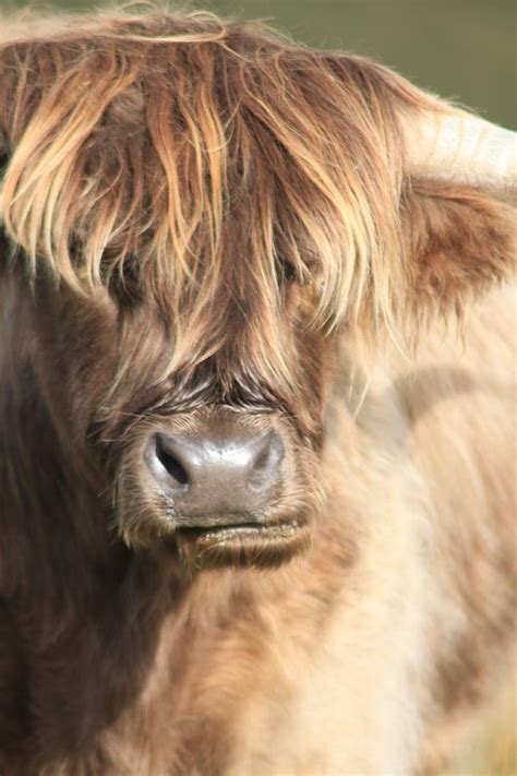 Highland Moo Photograph By Lucy Michael Fine Art America