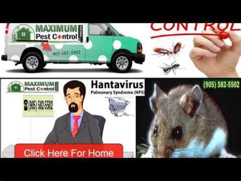 Eradicating Mice Infestations Maximum Pest Control Services