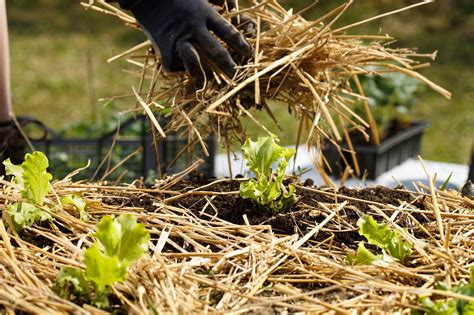 Weed Control In Home Gardens Alabama Cooperative Extension System