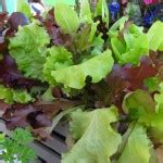 Hot Lobelia Greenhouse Product News