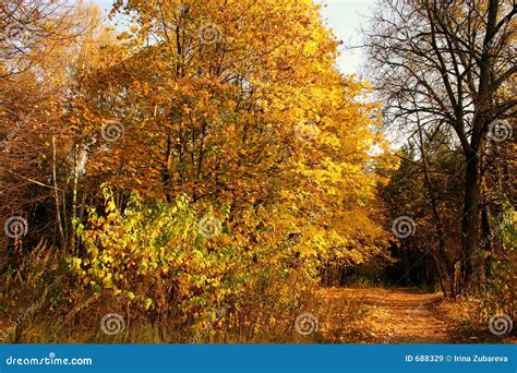 Wood Road Stock Image Image Of Walk Trees Early Landscape 688329