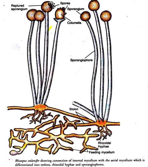 Rhizopus Stolonifer Life Cycle Habitat Nutrition Disease