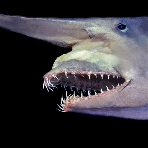 35 Incredible Goblin Sharks Facts