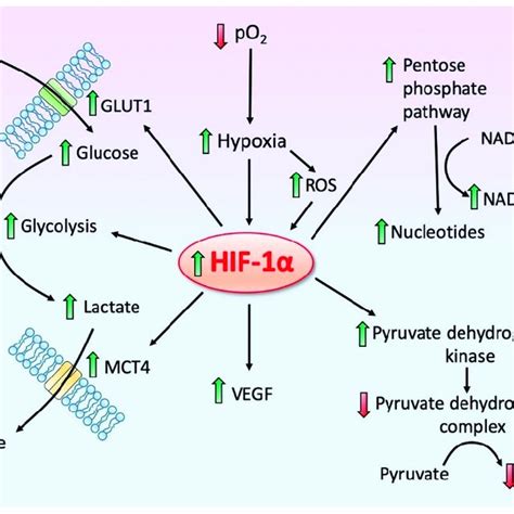 Hypoxia Inducible Factor 1 Alpha Hif 1α Is A Central Transcription