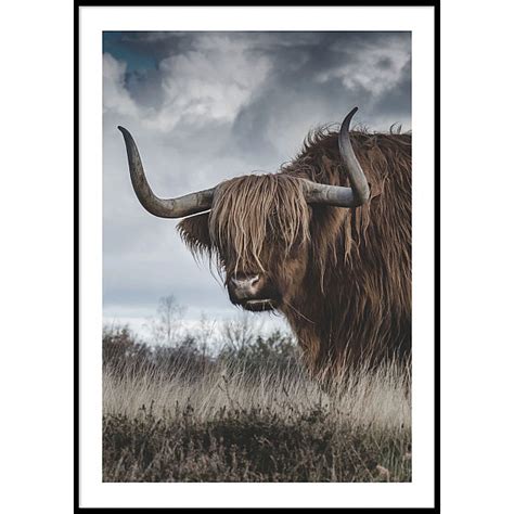 Highland Cattle Poster Paper Town Mixin Home