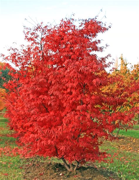 Acer Palmatum Atropurpureum Purple Japanese Maple