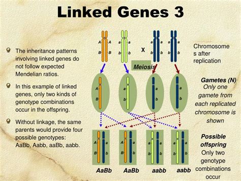 Ppt Linked Genes Sex Linkage And Pedigrees Powerpoint Presentation