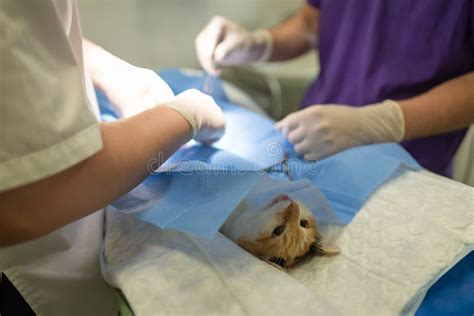 Vet Doing The Operation For Sterilization The Cat On The Operating