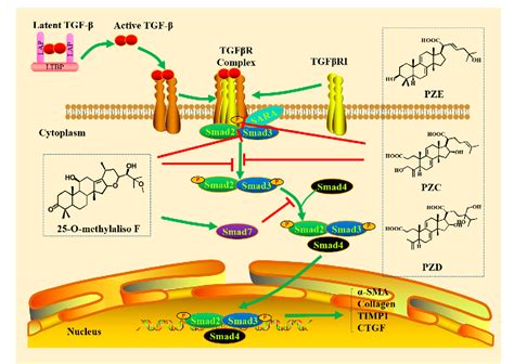 Tgf βsmad Signaling Pathway In Tubulointerstitial Fibrosis Semantic Scholar