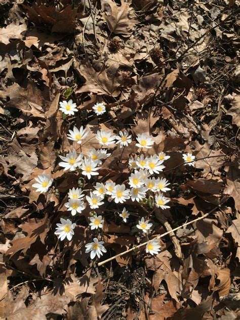 Bloodroot Sanguinaria Canadensis Spring Flower In Forest Photo