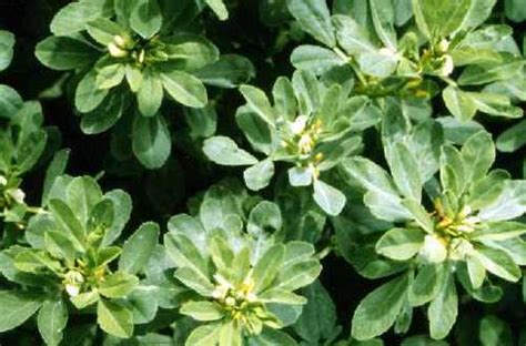 Trigonella Foenum Graecum Fenugreek Extract At Best Price In Bengaluru