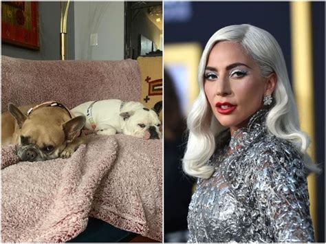 Este Es El Atacante Del Paseador De Perros De Lady Gaga Condenado A 21 Años El Acusado No Tenía