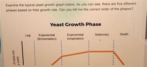 Solved Examine The Typical Yeast Growth Graph Below As You