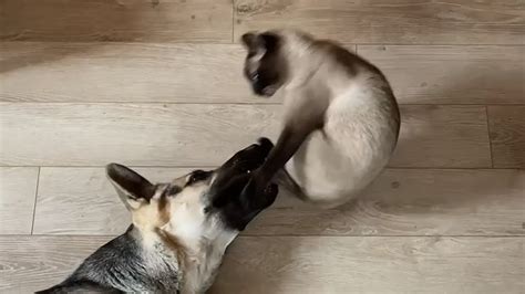 УЖАСЫ!!! ЦАРАПАЕТ!!! СИАМСКИЙ КОТ ЦАРАПАЕТ ОВЧАРКУ!!! - YouTube