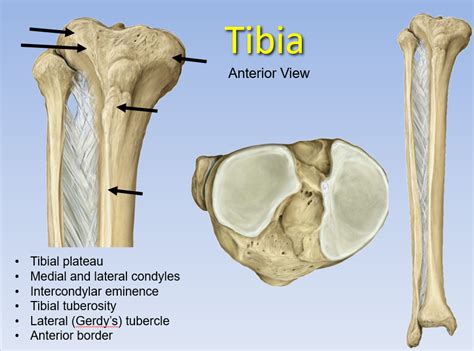 Tibial Intercondylar Eminence