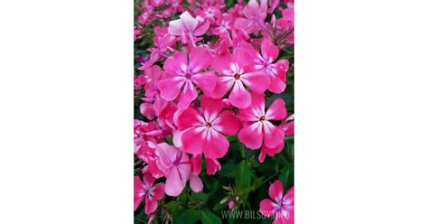 Floks Eva Foerster Phlox Paniculata Bilscy Info