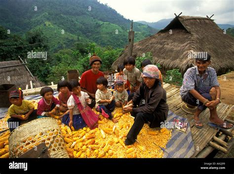 Akha People Ethnic Minority Removing Kernels From Corn Cob Hill